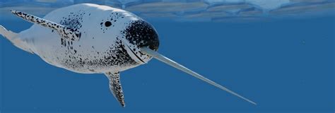 ¿Nunca has probado Narwhal? ¡El juego que combina mitología marina con un toque de locura!